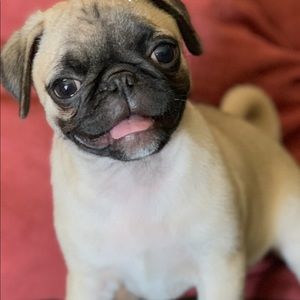 Meet your Posher, Melody